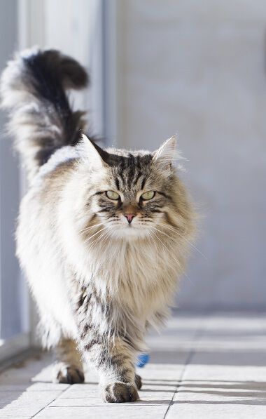 A fluffy Maine Coon cat with a long coat is walking towards the camera with a serious expression. The background is softly blurred, highlighting the cat as the main focus.
